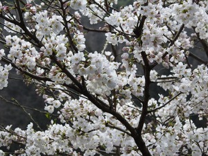 DSCN0101.jpg
