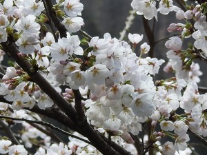 DSCN0101_tori.jpg